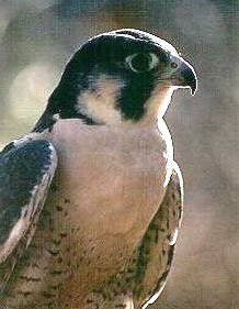 Peregrine Falcon - Photo Courtesy of Richard L. Becker (SongStar.ORG)